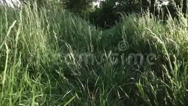 镜头缓慢地穿过绿草。 移动多莉-在草地上穿过高大的草地。 全高清视频